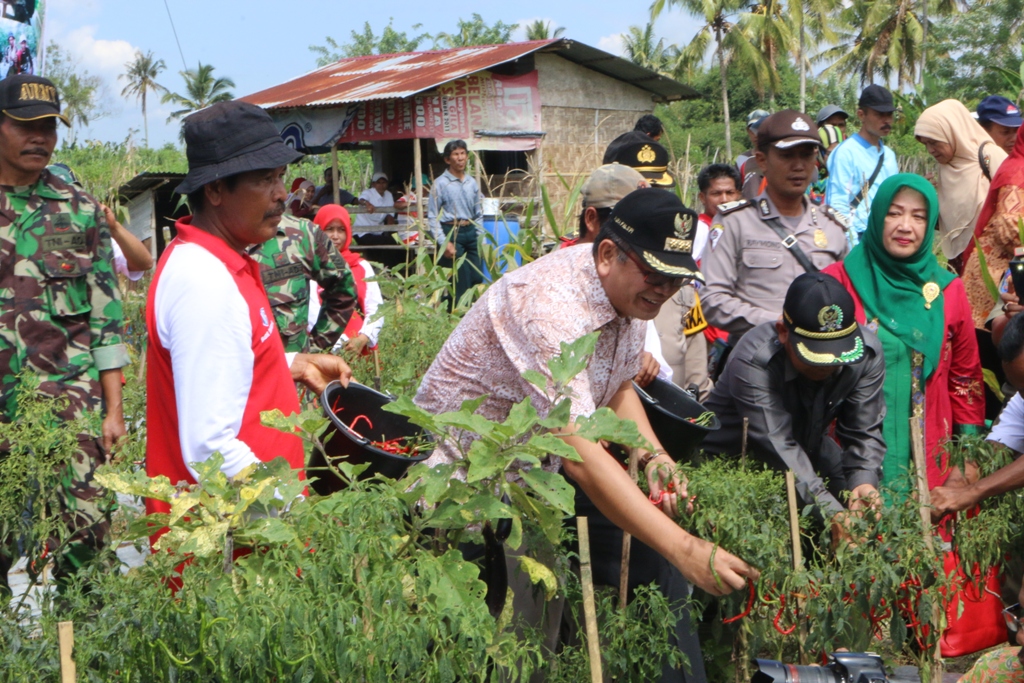 Dipanen Gubernur, BI Sumbar Dukung Keltan Payakumbuh, Budidayakan Cabai