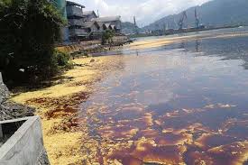 Akibat Tumpahan Minyak Sawit, Perairan Teluk Bayur Tercemar