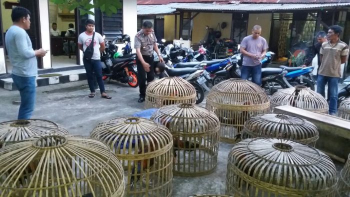 Pemilik Kabur Saat Arena Judi Sabung Ayam Digerebek Tim 7 Payakumbuh | Sumbartime.com