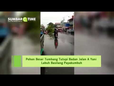 Pohon Besar Tumbang Tutupi Badan Jalan A Yani Labuh Basilang Payakumbuh
