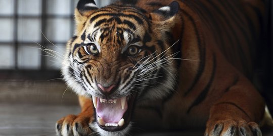 Satu dari Tiga Harimau Peneror Warga Kabupaten Solok Berhasil Diamankan