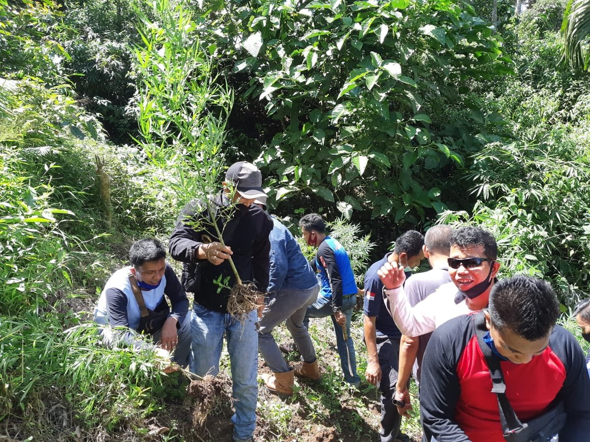 Polisi Temukan Ladang Ganja di Padang Pariaman