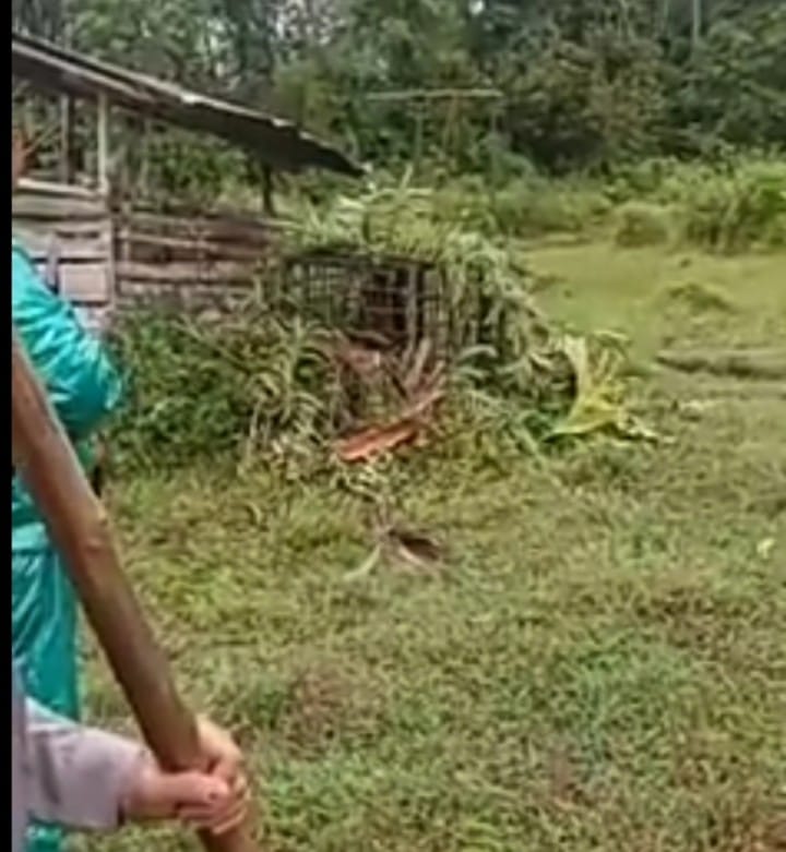 Macan Dahan Yang Menteror dan Memangsa Hewan Ternak Warga Surantih Padang Pariaman Berhasil Masuk Perangkap