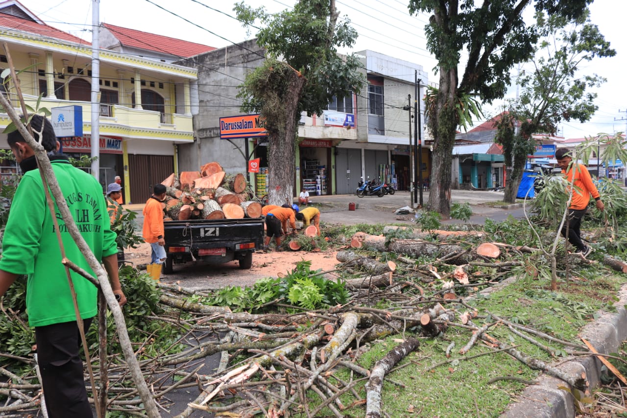 Cuaca Ekstrim, Pemko Payakumbuh Tata Pohon Pelindung Yang Berpotensi Tumbang Dan Patah