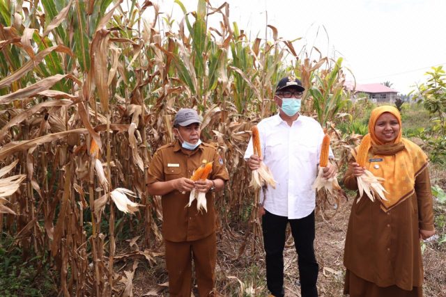 Panen Jagung Perdana, Wako Riza Harap Warga Manfaatkan Lahan Tidur