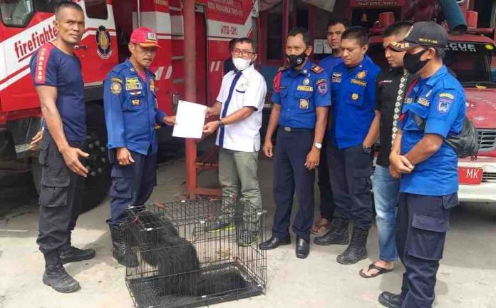 Damkar Kota Payakumbuh Berhasil Amankan Seekor Hewan Dilindungi