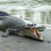Populasi Buaya Liar Ancam Keselamatan Warga Di Wilayah Sumbar