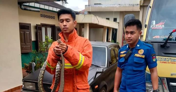 Seorang Warga Bukittinggi Kaget Seekor Ular Piton Masuk Ke Mobil