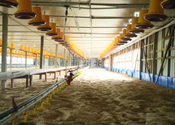 Gubernur Sumbar Resmikan Usaha Peternakan Ayam Potong Modern Dengan Sistem Blower