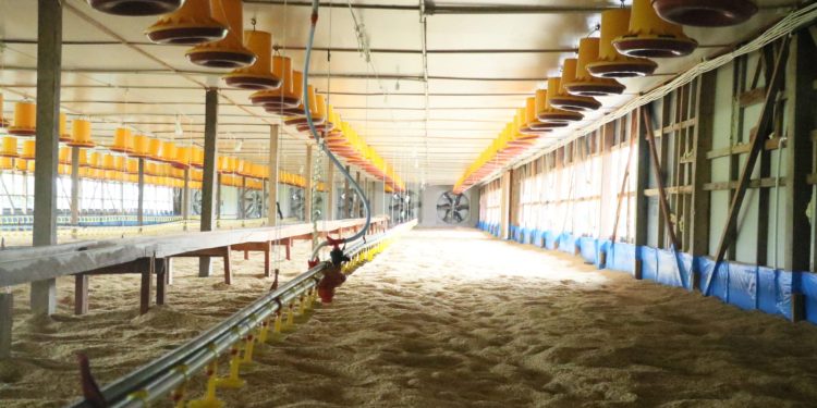 Gubernur Sumbar Resmikan Usaha Peternakan Ayam Potong Modern Dengan Sistem Blower