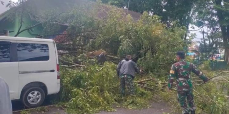 Hujan Dan Badai Akibatkan Pohon Tumbang Di Bukittinggi