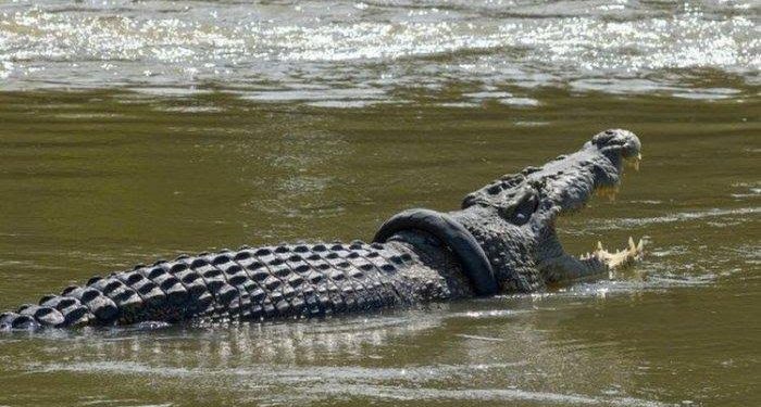 Innalillahiwainnailaihirojiun, Asyik Berenang di rawa Dua Bocah Mentawai Diterkam Buaya