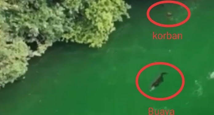 Korban Terkaman Buaya Mentawai Ditemukan, Beginilah Kondisi nya Sekarang