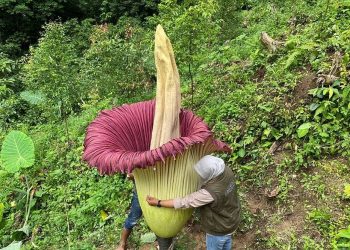 Menakjubkan Bunga Bangkai Setinggi 2,55 Meter Mekar di lubuk Basung, Sumatera Barat