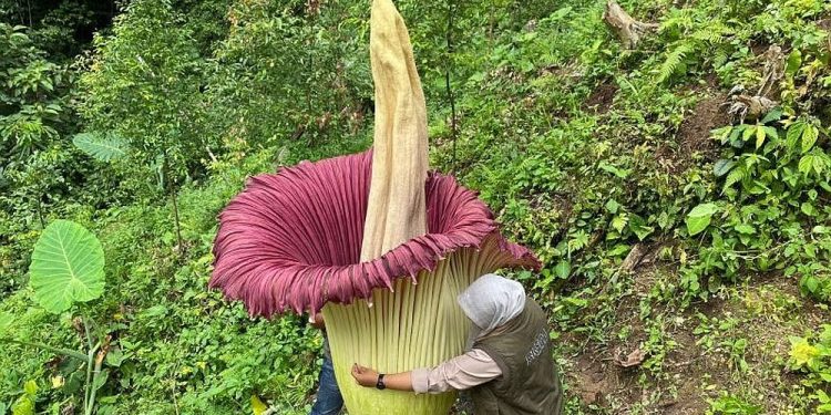 Menakjubkan Bunga Bangkai Setinggi 2,55 Meter Mekar di lubuk Basung, Sumatera Barat