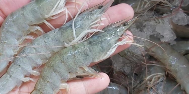 Ide usaha Menggiurkan, Produksi Udang Vaname di Kabupaten Agam