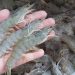 Ide usaha Menggiurkan, Produksi Udang Vaname di Kabupaten Agam