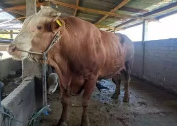 Presiden Jokowi Beli Sapi Beratnya 1 Ton di Padang Panjang