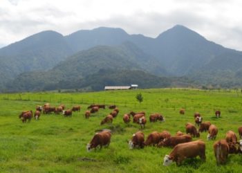 Mengunjungi Padang Mengateh, Destinasi Pariwisata Instagramable di Sumatra Barat