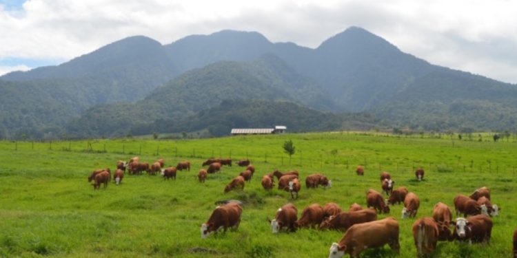 Mengunjungi Padang Mengateh, Destinasi Pariwisata Instagramable di Sumatra Barat