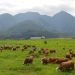 Mengunjungi Padang Mengateh, Destinasi Pariwisata Instagramable di Sumatra Barat