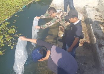 Pj. Wali Kota Payakumbuh Rida Ananda Melepas 3.000 Ekor Bibit Ikan Nila Di Embung Ampangan