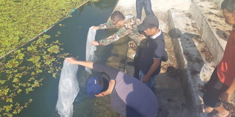 Pj. Wali Kota Payakumbuh Rida Ananda Melepas 3.000 Ekor Bibit Ikan Nila Di Embung Ampangan