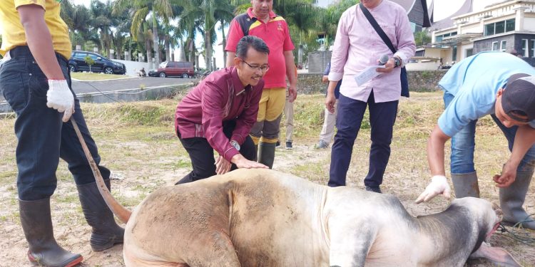 Indo Jalito Sumbangkan Satu Sapi Qurban Untuk Bukittinggi