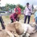 Indo Jalito Sumbangkan Satu Sapi Qurban Untuk Bukittinggi