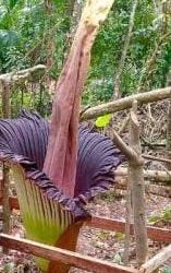 Bunga Bangkai Berjenis Amorphophallus Titanum Mekar Sempurna di Sijunjung, Sumatera Barat