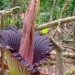 Bunga Bangkai Berjenis Amorphophallus Titanum Mekar Sempurna di Sijunjung, Sumatera Barat