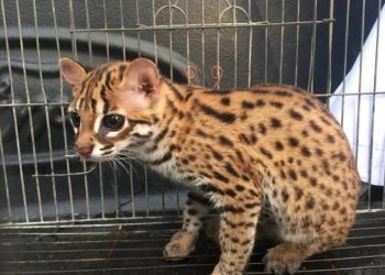 Warga Tanah Datar Temukan Kucing Kuwuk yang saat ini sudah langka di Tepi Jalan, Diserahkan ke BKSDA Sumbar