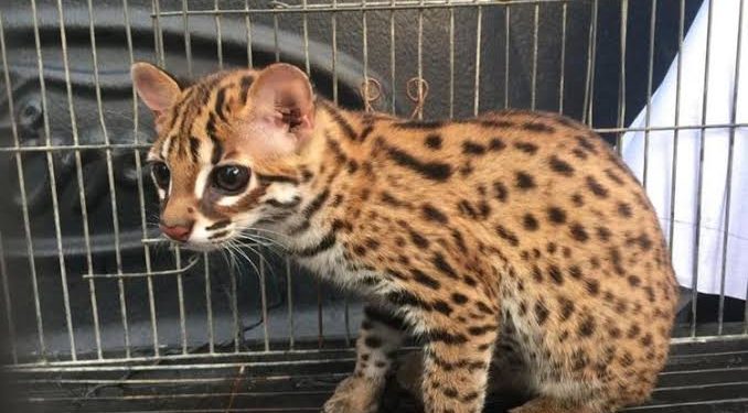 Warga Tanah Datar Temukan Kucing Kuwuk yang saat ini sudah langka di Tepi Jalan, Diserahkan ke BKSDA Sumbar