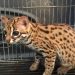 Warga Tanah Datar Temukan Kucing Kuwuk yang saat ini sudah langka di Tepi Jalan, Diserahkan ke BKSDA Sumbar