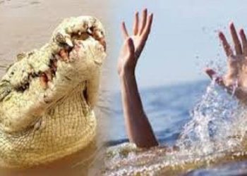 Kronologi Ditemukannya Warga yang Diterkam Buaya di Pesisir Selatan Sumbar, 8 Km dari Lokasi Kejadian