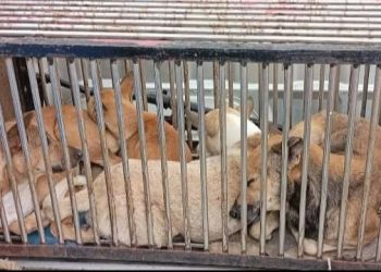 Himbauan Pemko Bukittinggi: Warning Rabies..!!