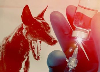 Virus Rabies meningkat tajam di Sumbar