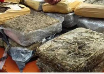 Pengedar 120 Kilogram Ganja ke Bukittinggi dan Agam, Berhasil Diamankan Anggota TNI