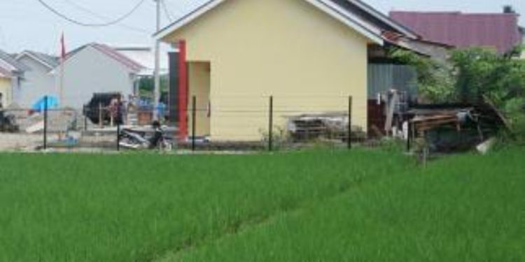 Alih Fungsi Jadi Perumahan, Areal Persawahan di Padang Terus Menyusut