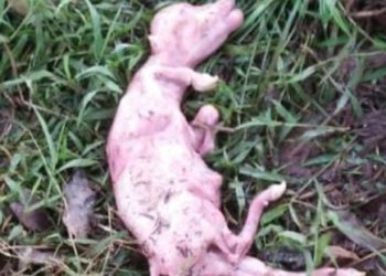 Viral di media Sosial Aksi Gila-gilaan Maling bikin resah Warga dan peternak di Payakumbuh