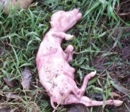 Viral di media Sosial Aksi Gila-gilaan Maling bikin resah Warga dan peternak di Payakumbuh