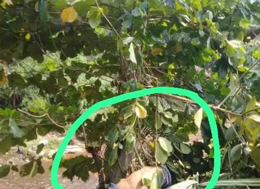Menggegerkan Penemuan Mayat Tersangkut di Atas Pohon Dengan Luka di Kepala
