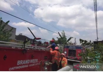 Akibat Korsleting Listrik Kandang Kuda di Bukittinggi Hangus Terbakar