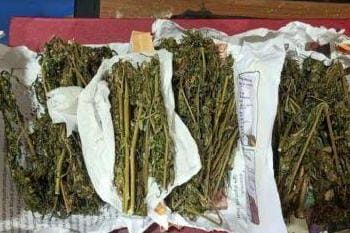 DPO Pengedar Ganja Lapas Pariaman Dibekuk di Pasbar