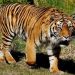 Ngeri!! Saat Tertidur Pulas Seorang Petani di Pasaman di Terkam Harimau di Pondok, Langsung Beri Tendangan karena Kaget