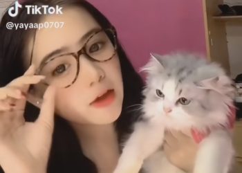 Usai Aksi Mahasiswi Beri Minuman Beralkohol ke Kucing ini lah Bahaya Alkohol Bagi Seekor Kucing