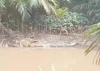 Viral di Media Sosial Buaya Berjemur di Belakang Kantor Polisi di Pesisir Selatan