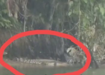 Lakukan Pencarian Pekerja Tol yang Tenggelam, Tim Gabungan Malah Temukan Buaya