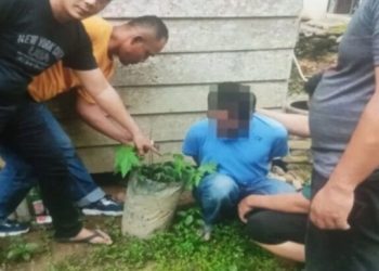 Gagal Mengecoh Aparat, Pria di Pasaman Barat yang Tanam Ganja di Polibag Dibekuk Polisi