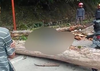 Tragis! Pengendara Motor Tewas Tertimpa Pohon di Padang